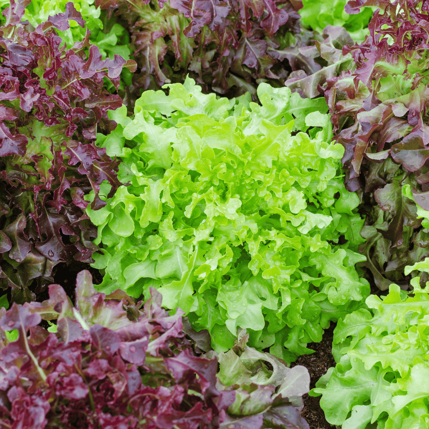 Ark of Taste Summer Greens Bundle