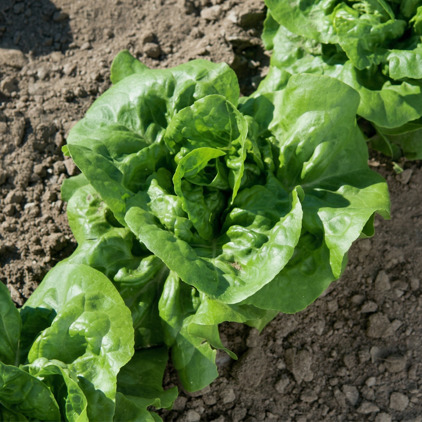 Buttercrunch Lettuce, 6 plants