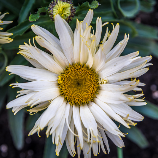 Goldfinch Shasta Daisy