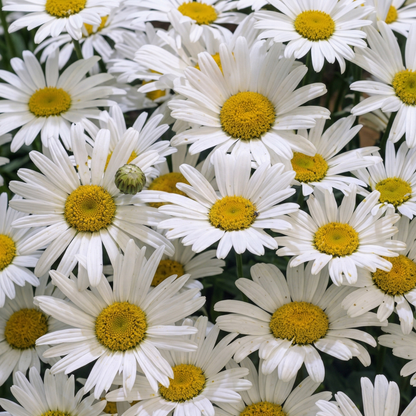Snow Lady Shasta Daisy