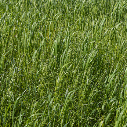 Lagunita Creeping Wildrye