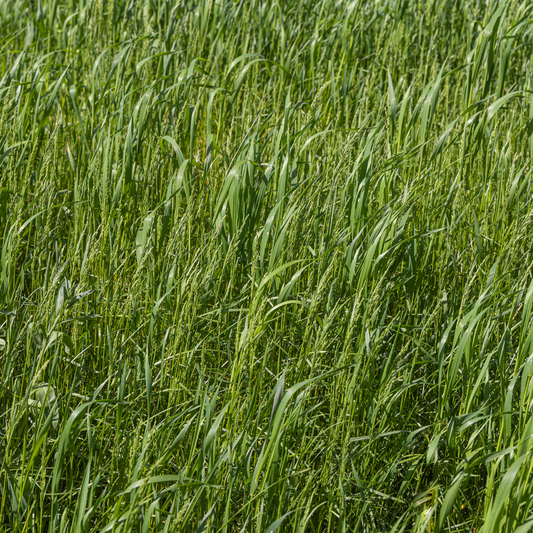 Lagunita Creeping Wildrye