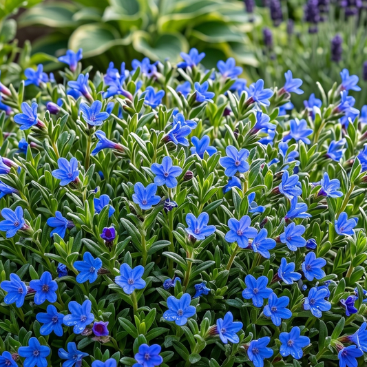 Grace Ward Lithodora