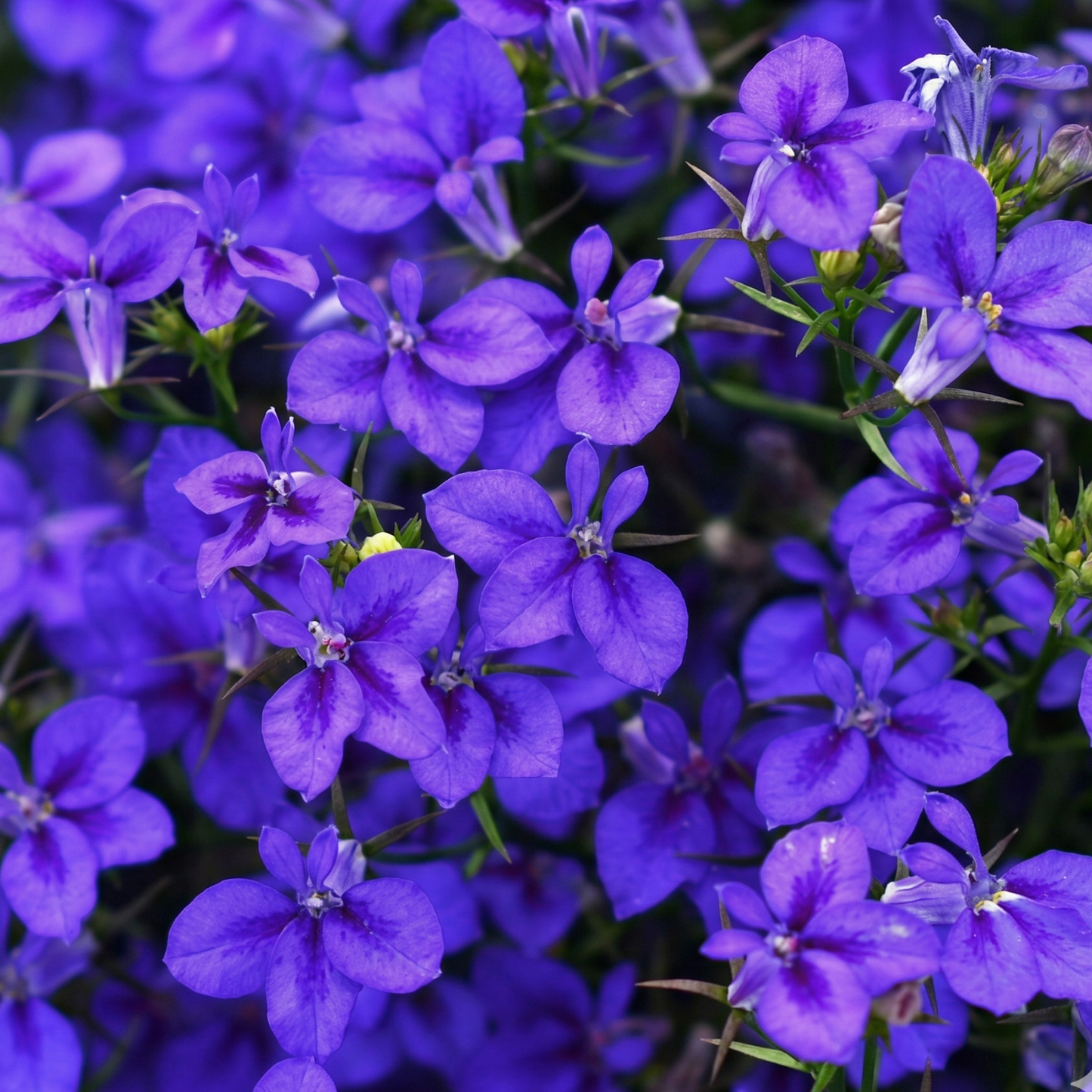 Firefly Blue Lobelia