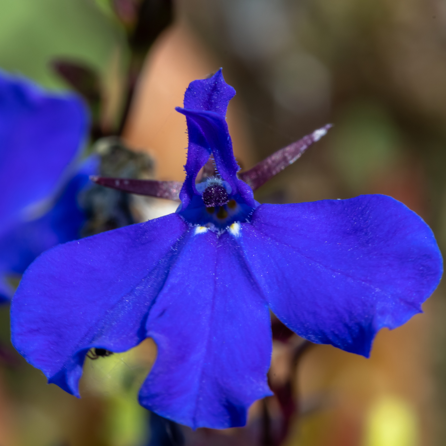 Basket Dark Blue Lobelia
