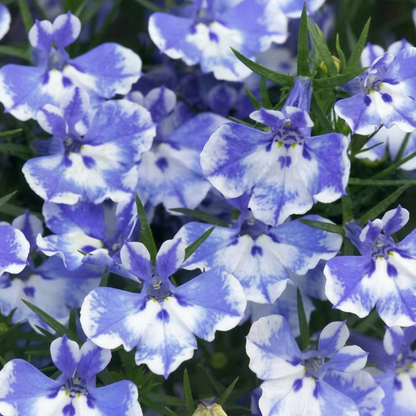 Compact Blue Bay Magadi Lobelia