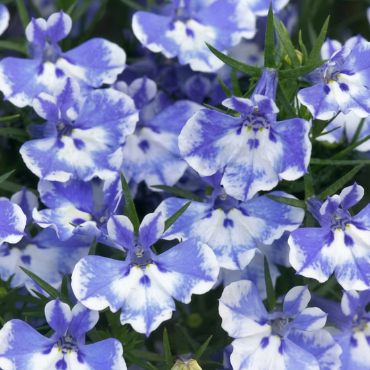 Compact Blue Bay Magadi Lobelia