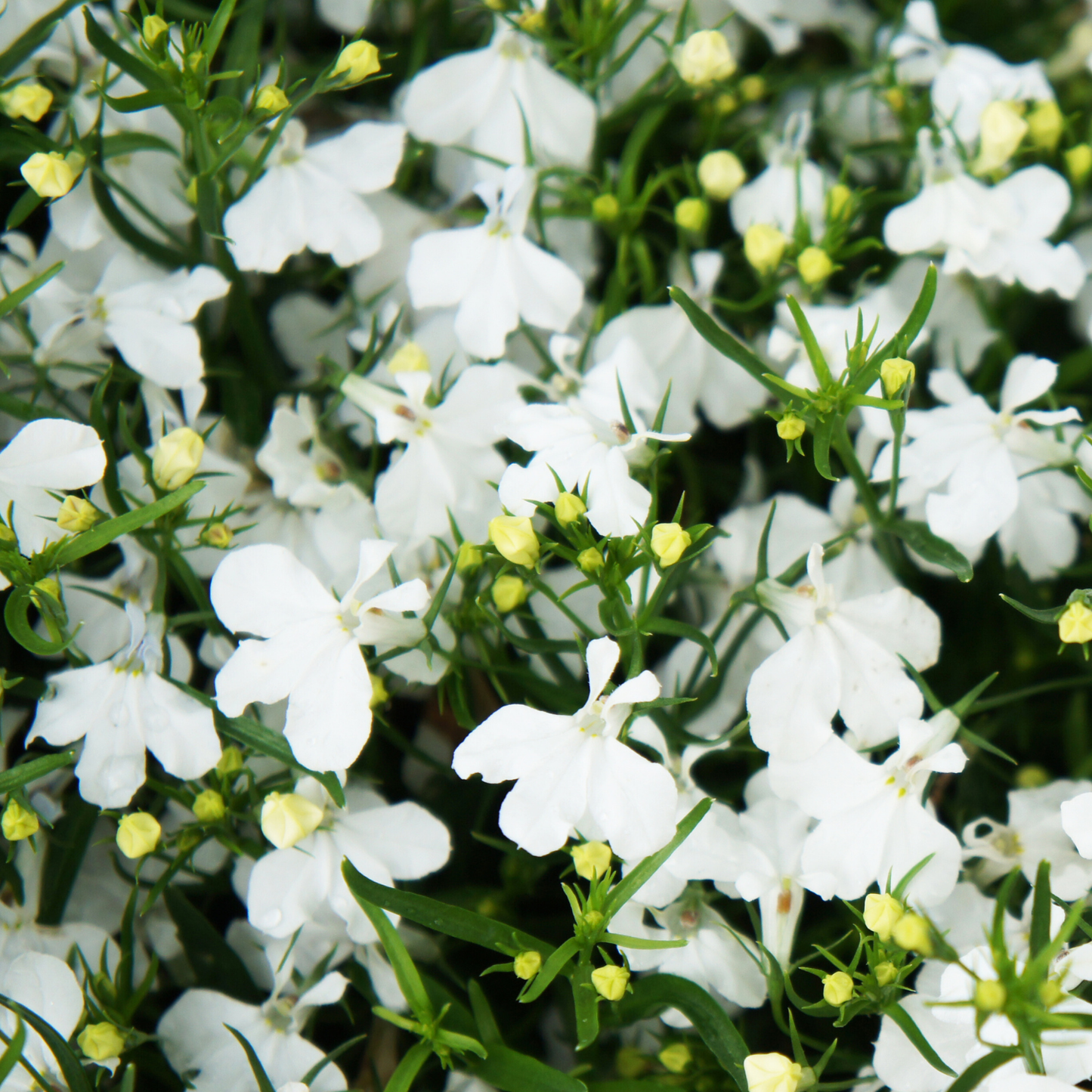Compact White Magadi Lobelia