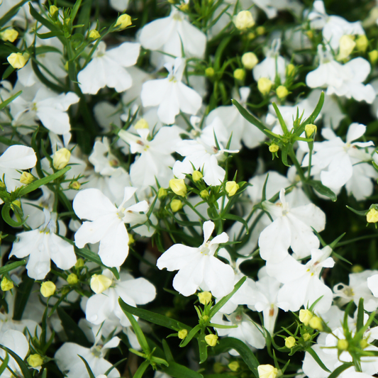 Compact White Magadi Lobelia