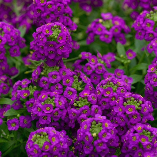 Violet Stream Sweet Alyssum