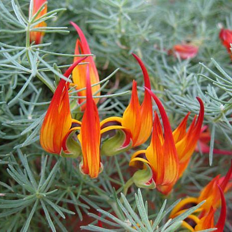 Gold Flash Trefoil