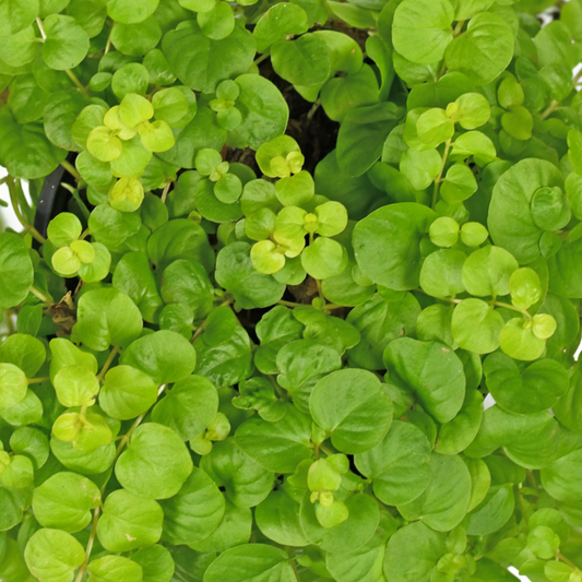 Golden Creeping Jenny