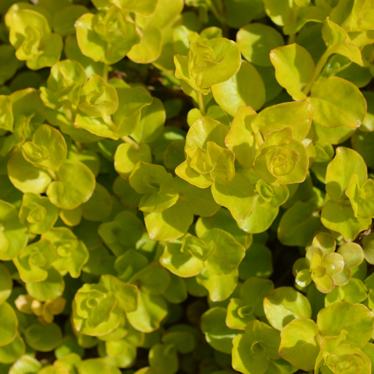 Lime Green Creeping Jenny
