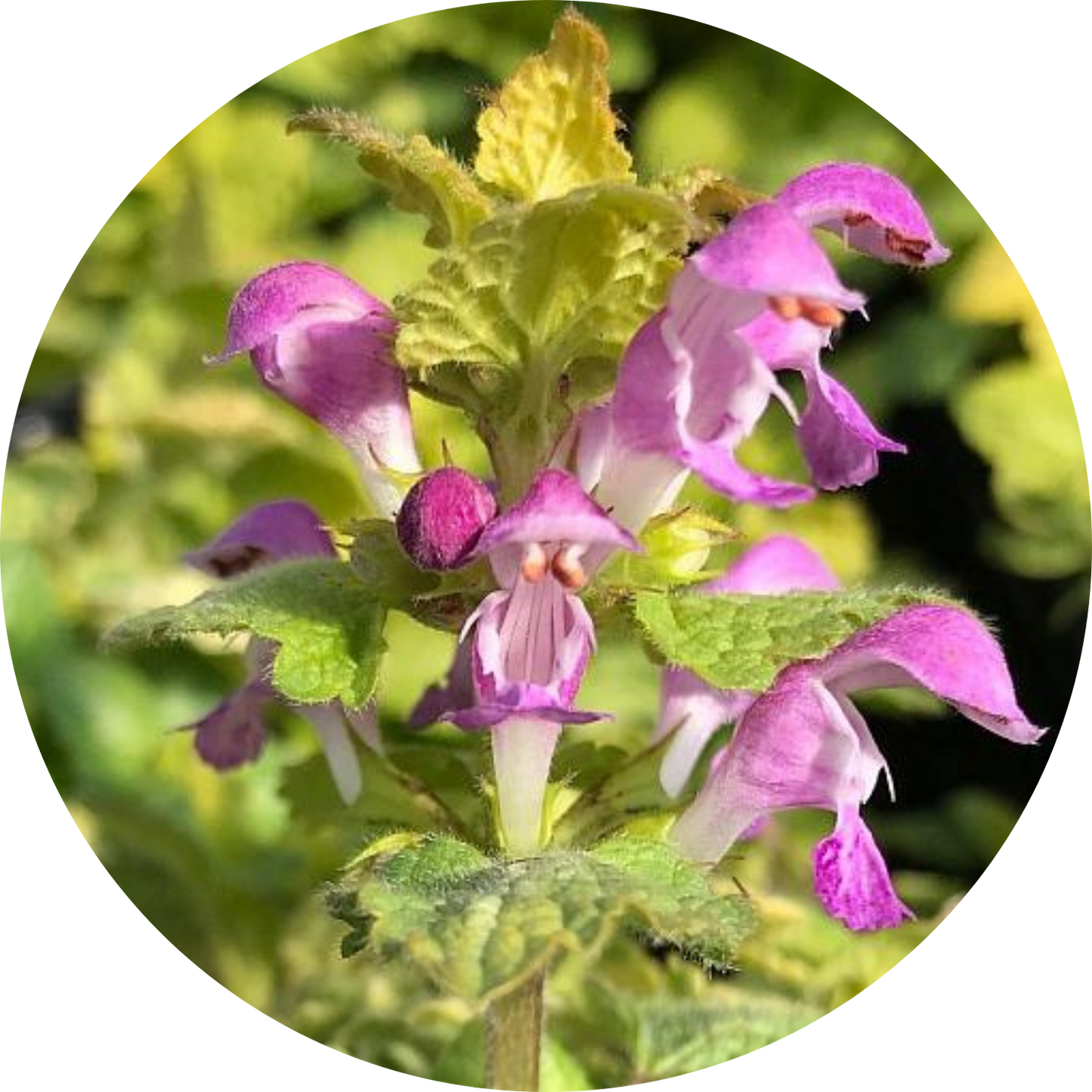 Aureum Lamium