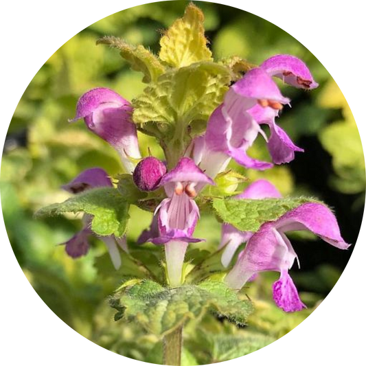 Aureum Lamium
