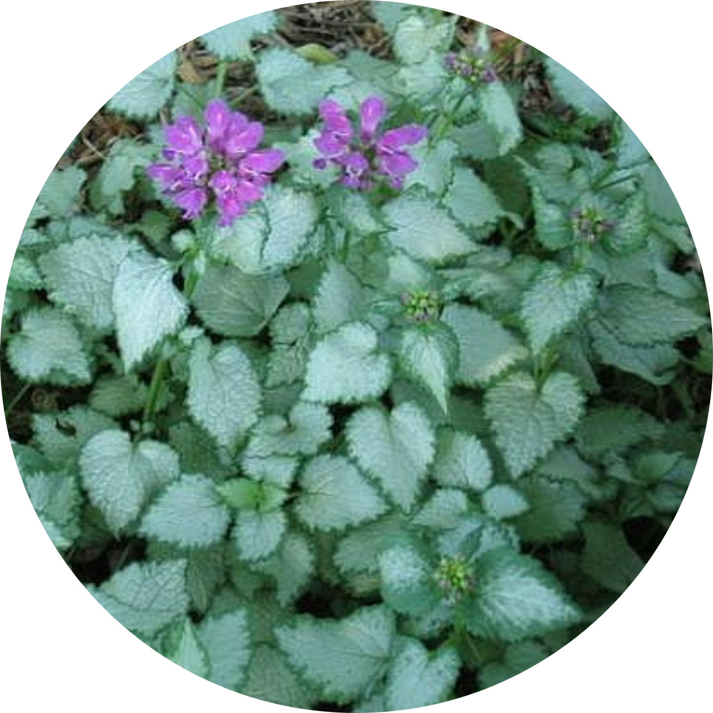 Beacon Silver Lamium