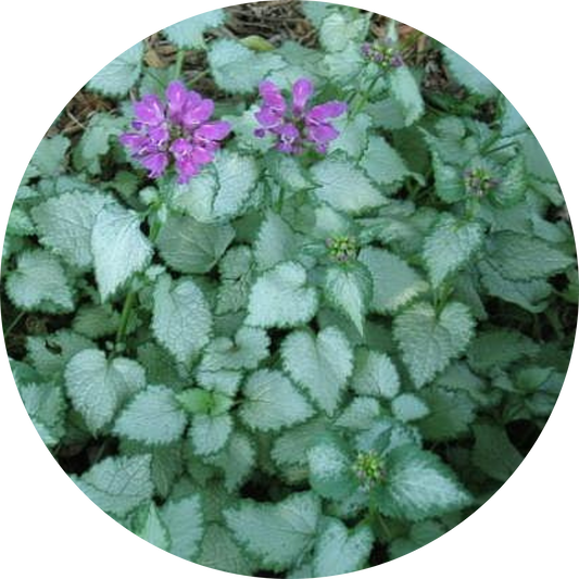 Beacon Silver Lamium
