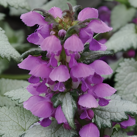 Ghost Lamium