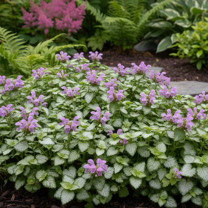 Orchid Frost Gold Lamium