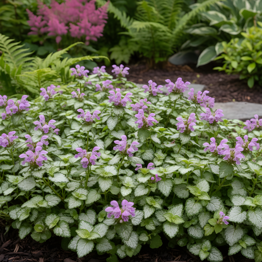 Orchid Frost Gold Lamium