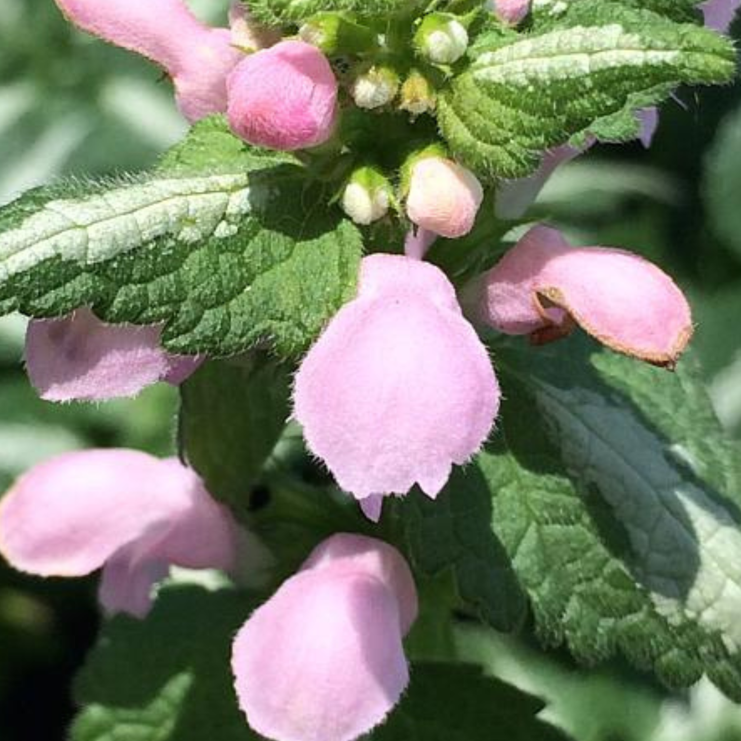 Shell Pink Lamium