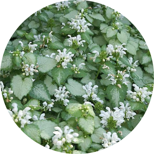 White Nancy Lamium