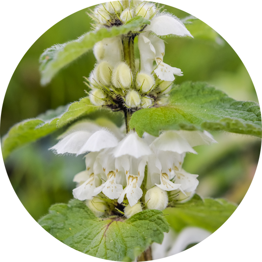 Lamium "White Floral"
