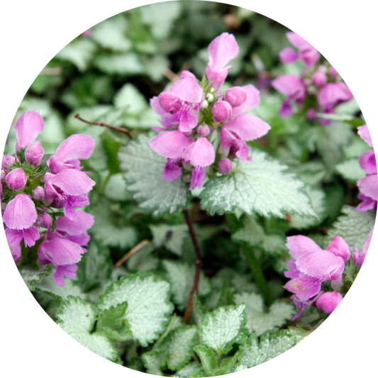 Lamium "Purple Floral"