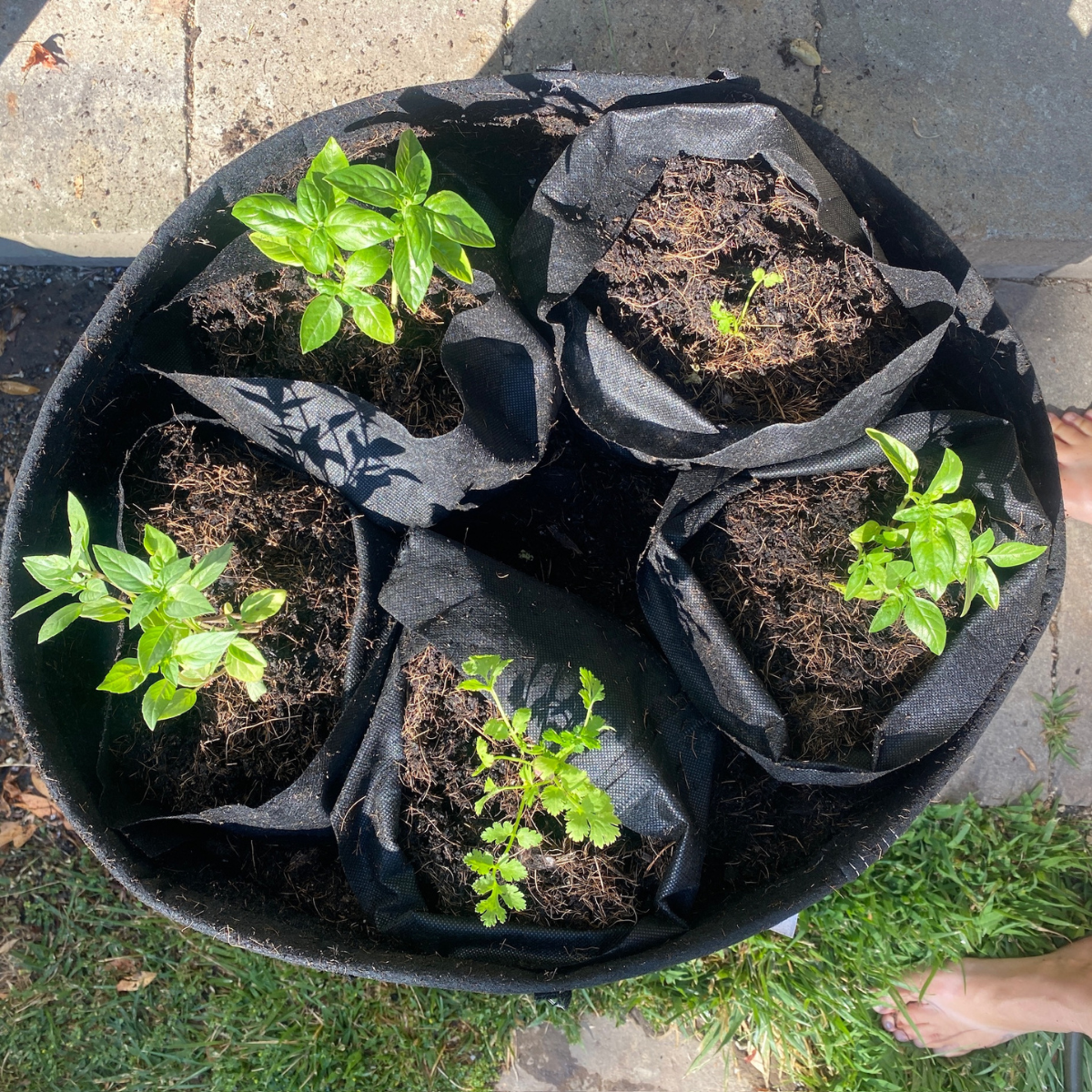 Planting Service for 1 Seedling