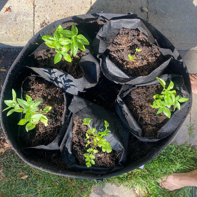 Planting Service for 1 Seedling