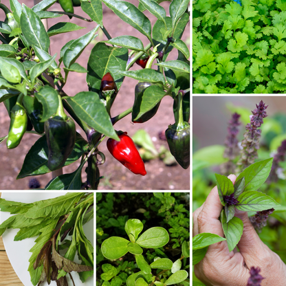Latin Spices 6-Pack Bundle