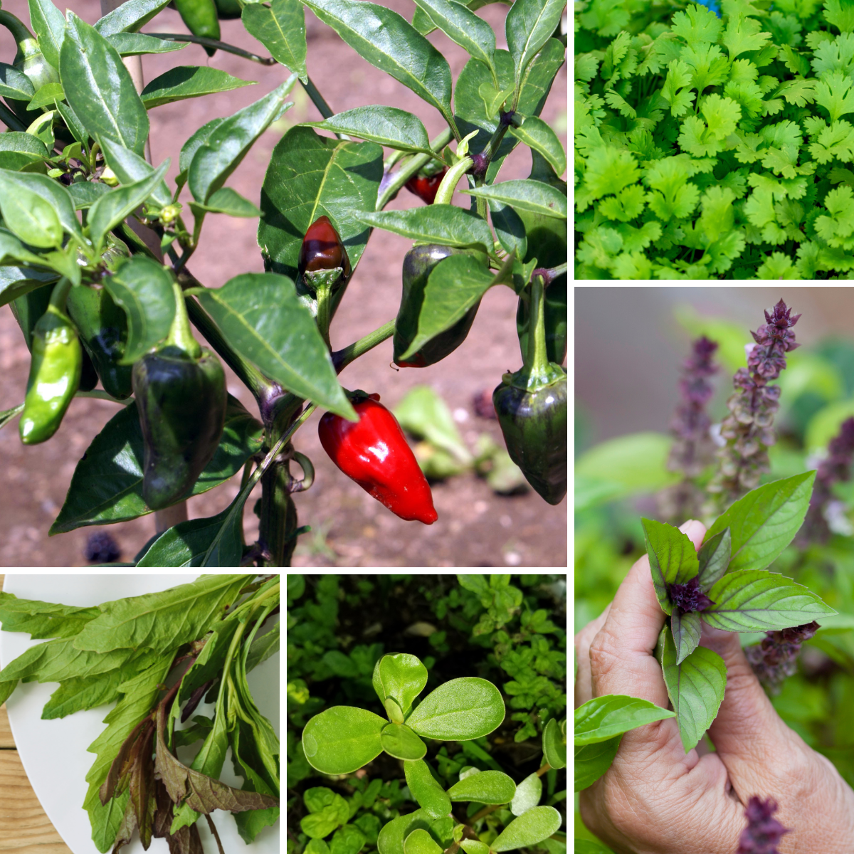 Latin Spices 6-Pack Bundle