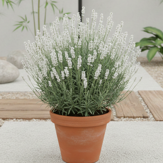 Alba White Floral Lavender