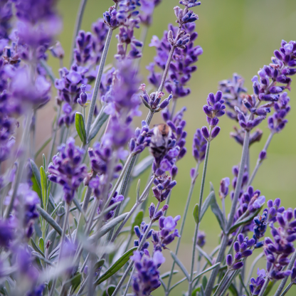 Blue Floral Lavender