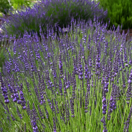 Grosso Purple Floral Lavender