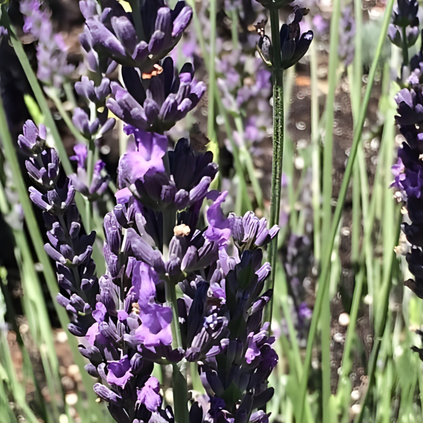 Phenomenal Lavender