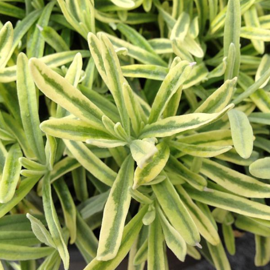Variegated Leaves, Purple Floral Lavender