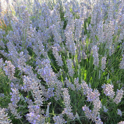 Provence Purple Floral Lavender