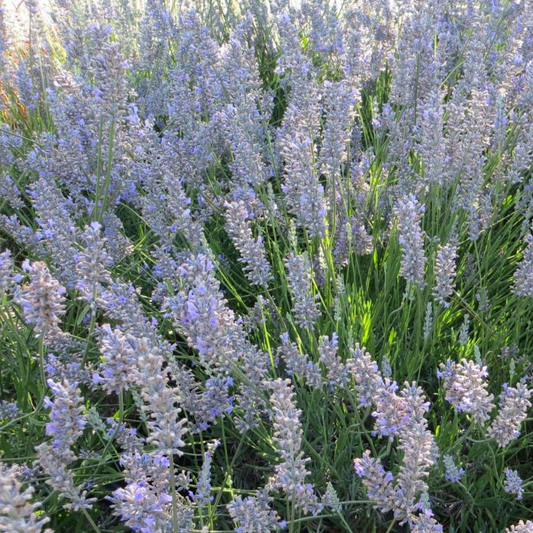 Provence Purple Floral Lavender