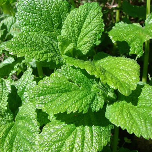 Lemon Balm