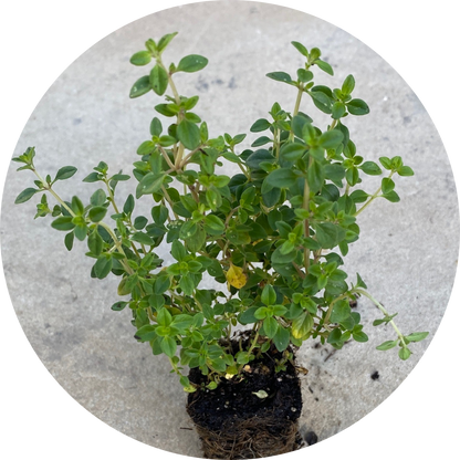 Lemon Thyme