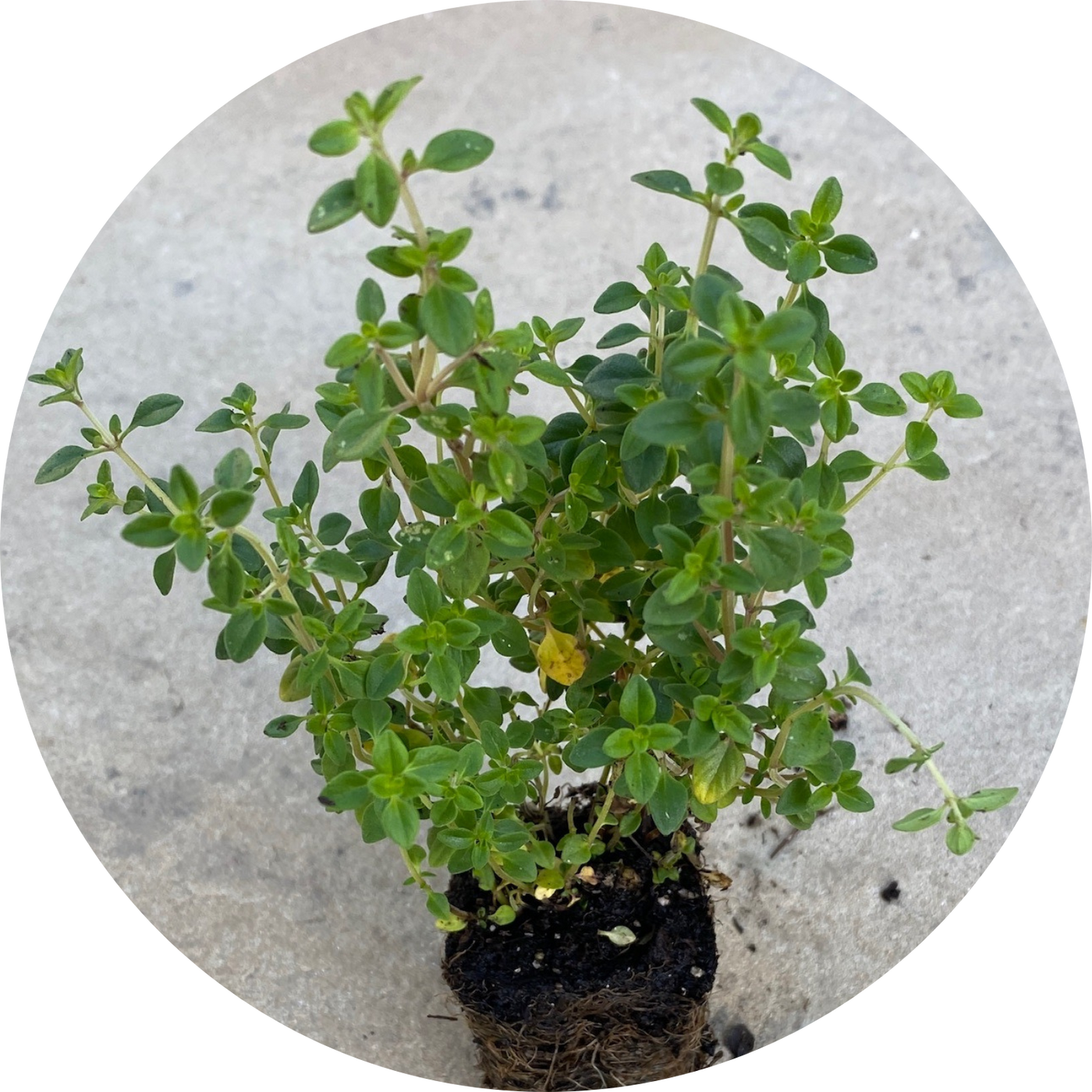Lemon Thyme