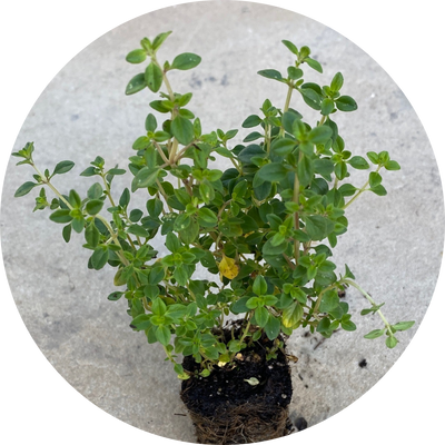 Lemon Thyme