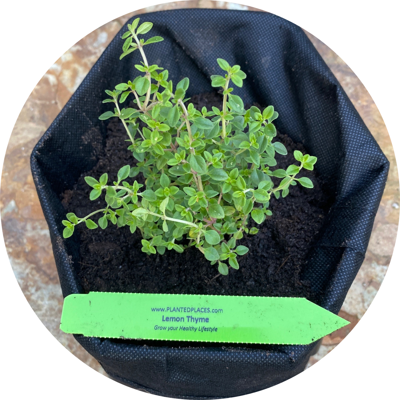 Lemon Thyme
