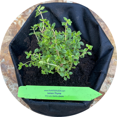 Lemon Thyme