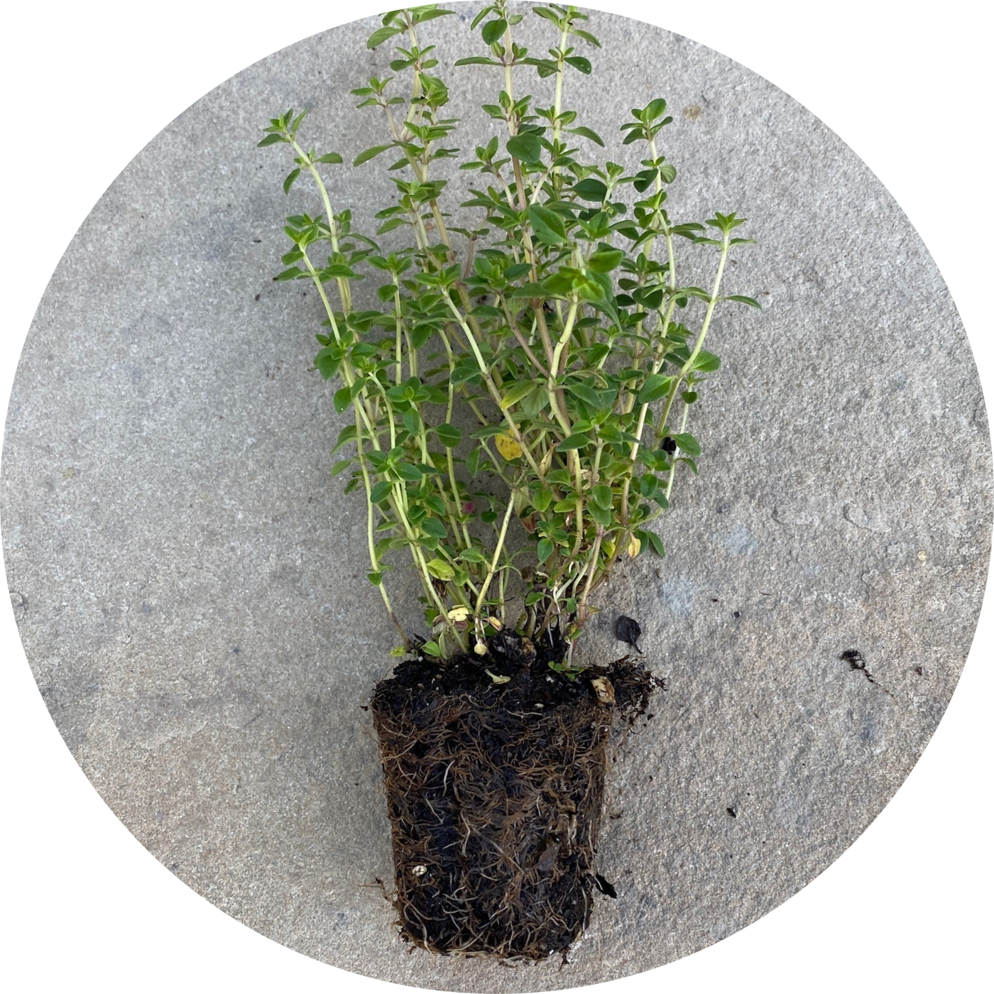 Lemon Thyme