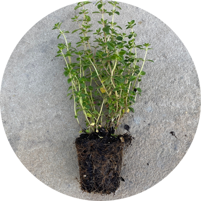 Lemon Thyme