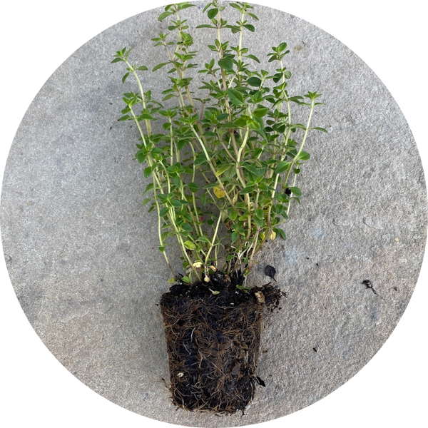 Lemon_Thyme-Seedling_grande.