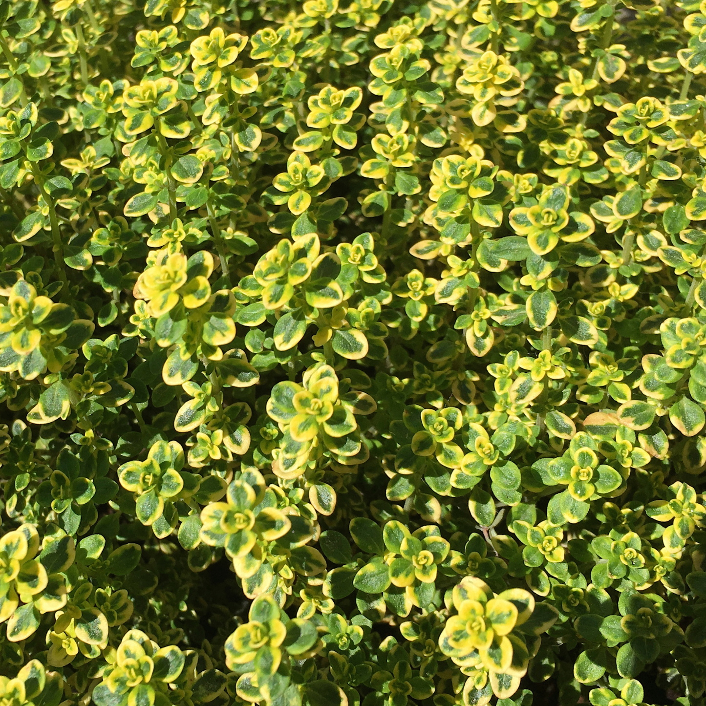 Lemon Thyme, 4" plant