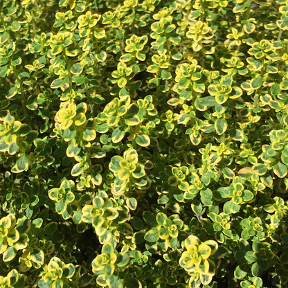 Lemon Thyme 4"